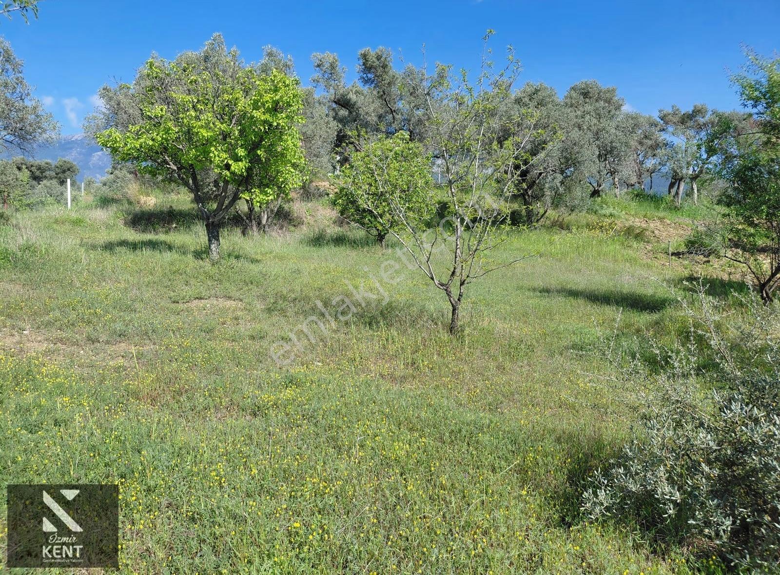 Kemalpaşa Dereköy'de Satılık 4850 M2 Bahçe - Görsel 29