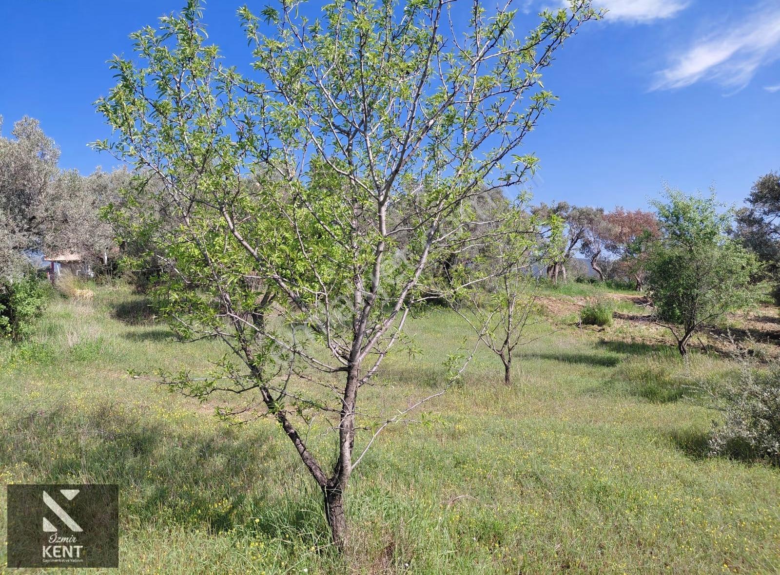 Kemalpaşa Dereköy'de Satılık 4850 M2 Bahçe - Görsel 32