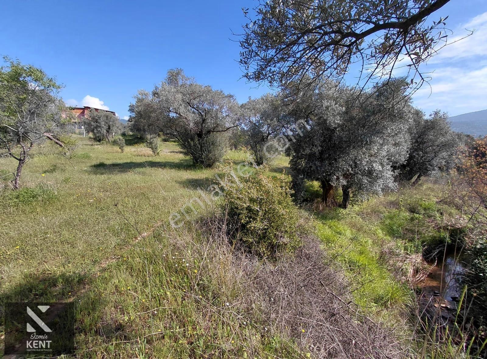 Kemalpaşa Dereköy'de Satılık 4850 M2 Bahçe - Görsel 21