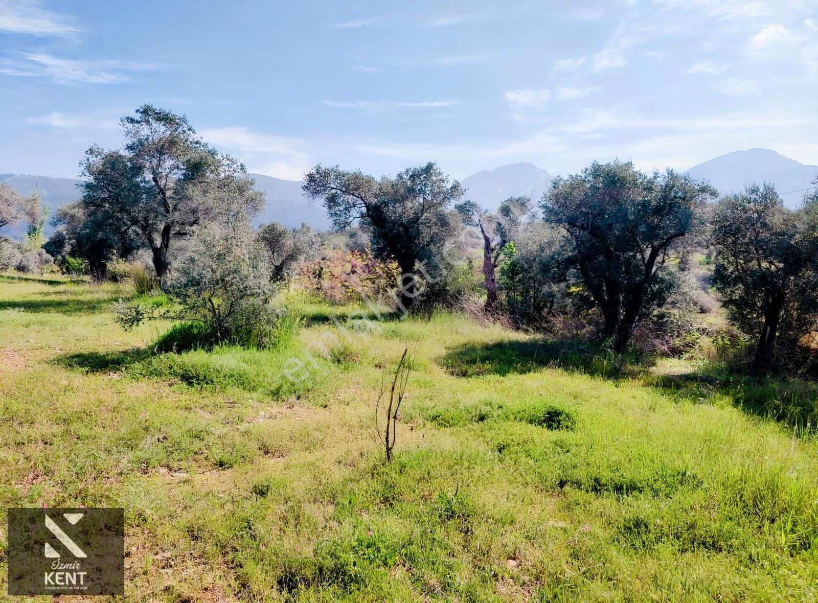 Kemalpaşa Dereköy'de Satılık 4850 M2 Bahçe - Görsel 16