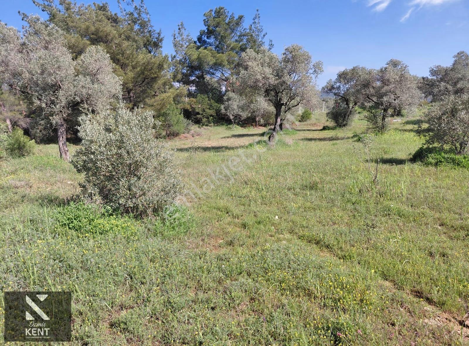 Kemalpaşa Dereköy'de Satılık 4850 M2 Bahçe - Görsel 15