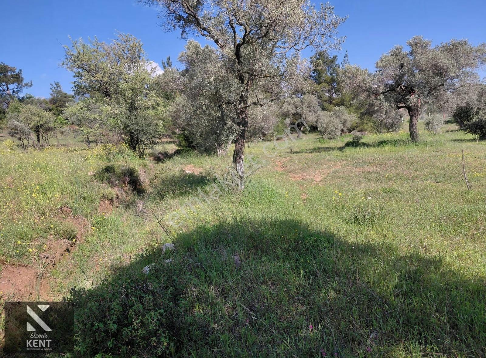 Kemalpaşa Dereköy'de Satılık 4850 M2 Bahçe - Görsel 19