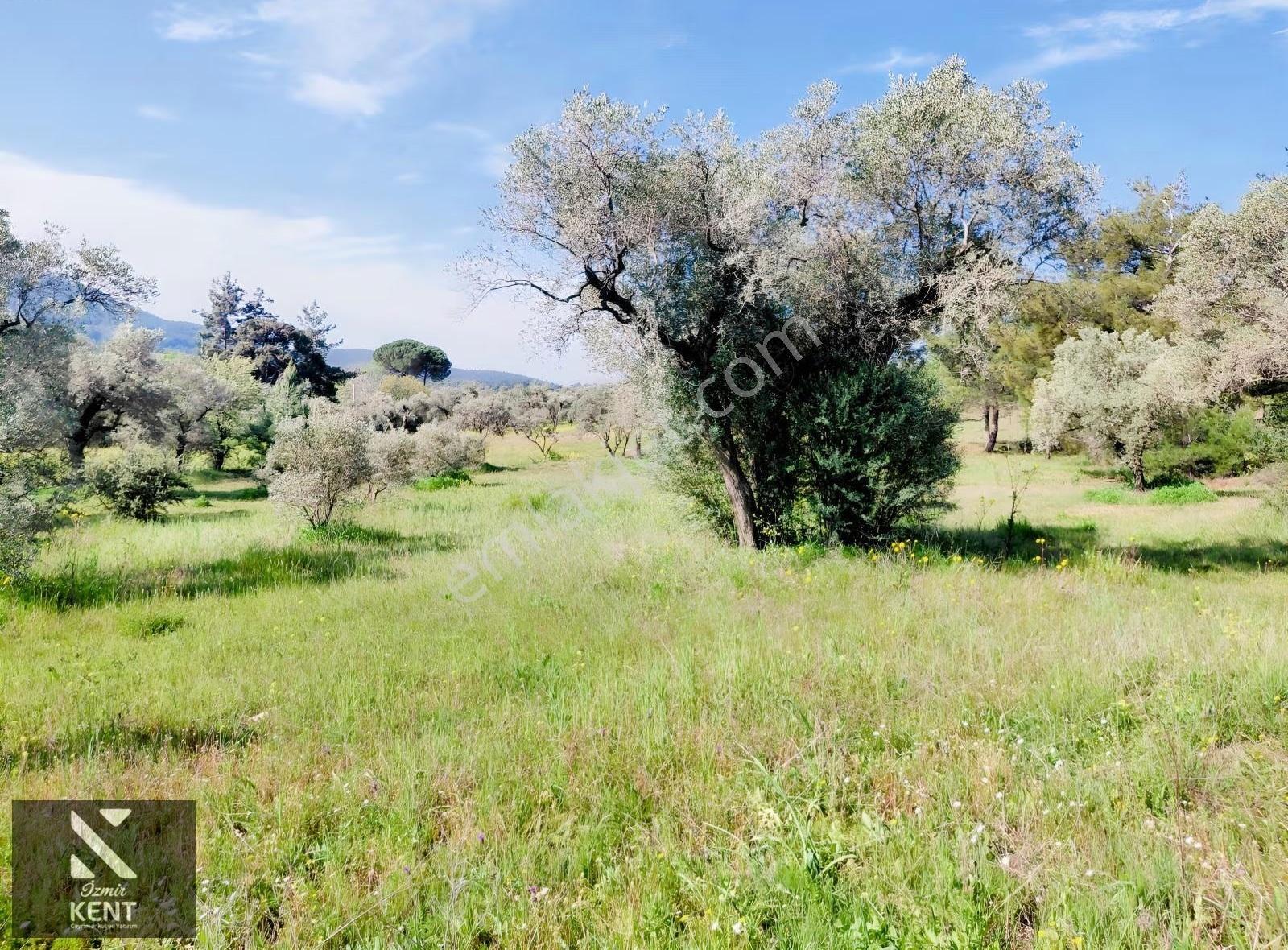 Kemalpaşa Dereköy'de Satılık 4850 M2 Bahçe - Görsel 30