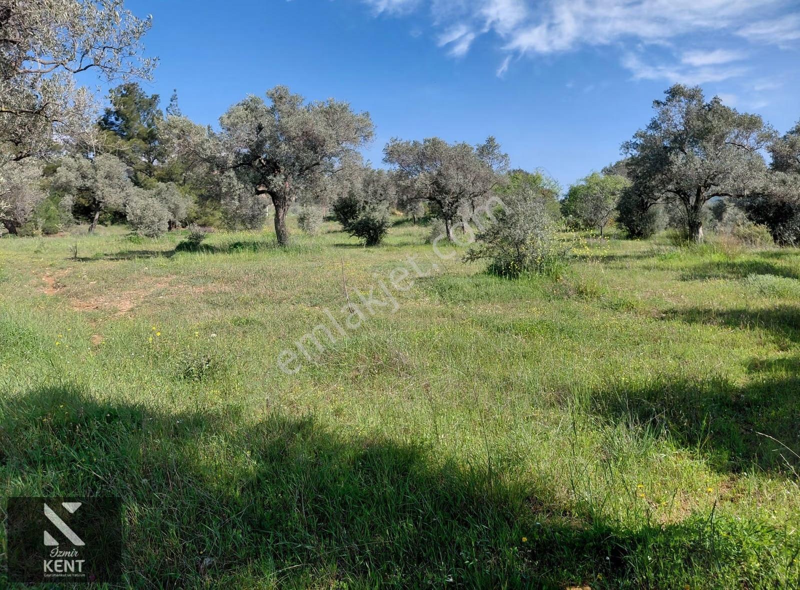 Kemalpaşa Dereköy'de Satılık 4850 M2 Bahçe - Görsel 34