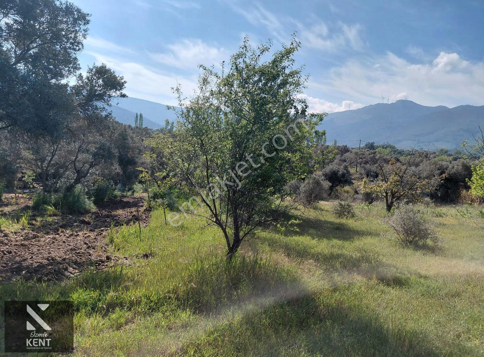 Kemalpaşa Dereköy'de Satılık 4850 M2 Bahçe - Görsel 28