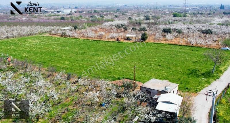 Kemalpaşa Ören 75. Yıl Satılık 8770 M2 Tek Tapu Tarla - Görsel 14