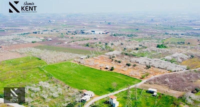 Kemalpaşa Ören 75. Yıl Satılık 8770 M2 Tek Tapu Tarla - Görsel 12