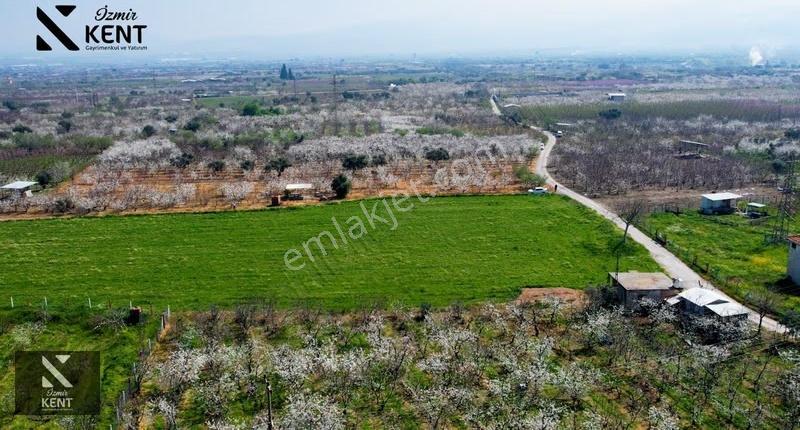 Kemalpaşa Ören 75. Yıl Satılık 8770 M2 Tek Tapu Tarla - Görsel 21