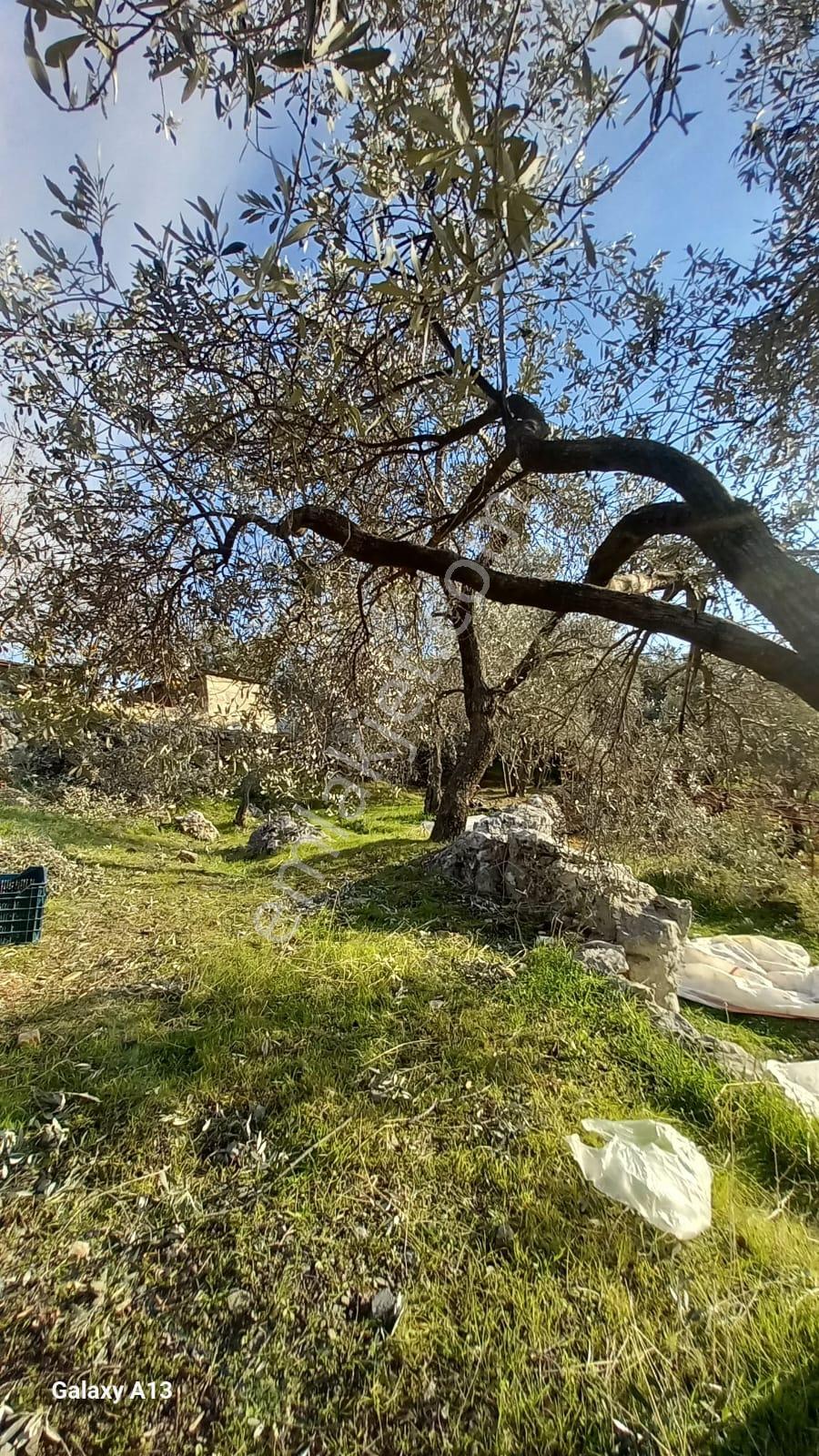 Stop’tan Arsaköy 3.692m² Zeytinlik - Görsel 3
