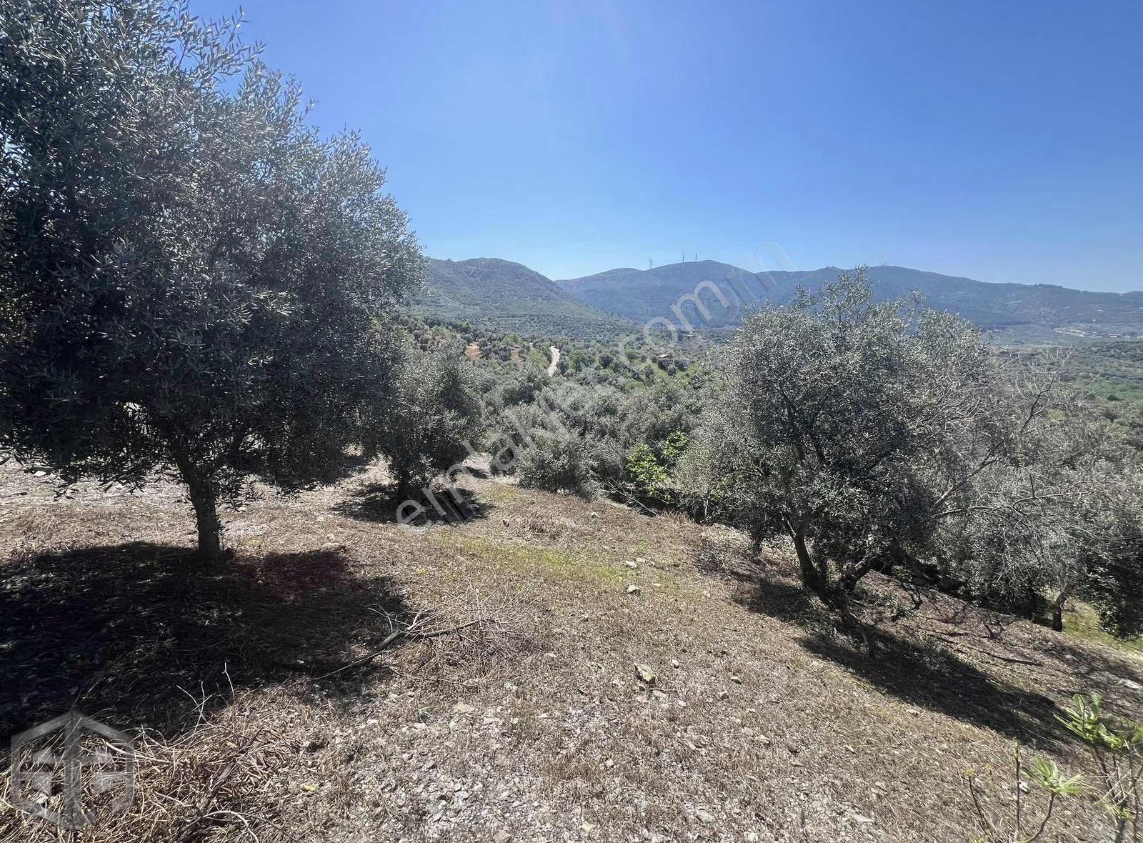 İzmir Selçuk Acarlar Köyünde 7200m2 Zeytinlik - Görsel 7