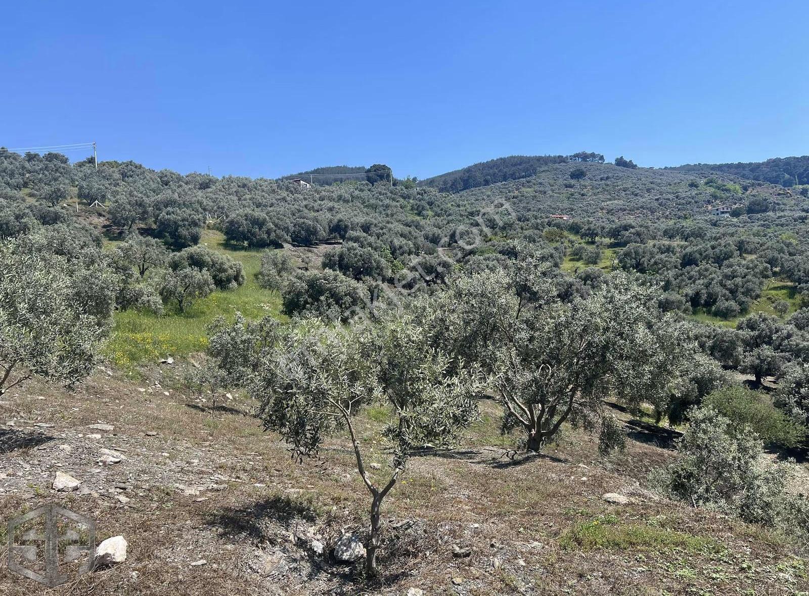 İzmir Selçuk Acarlar Köyünde 7200m2 Zeytinlik - Görsel 6