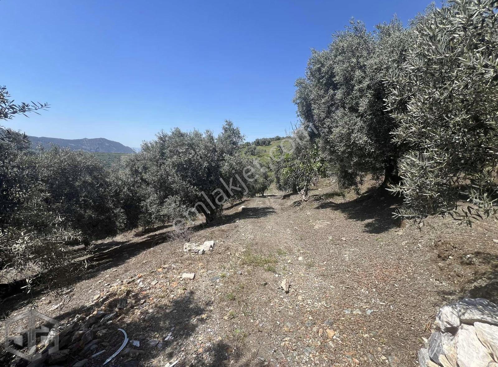 İzmir Selçuk Acarlar Köyünde 7200m2 Zeytinlik - Görsel 15