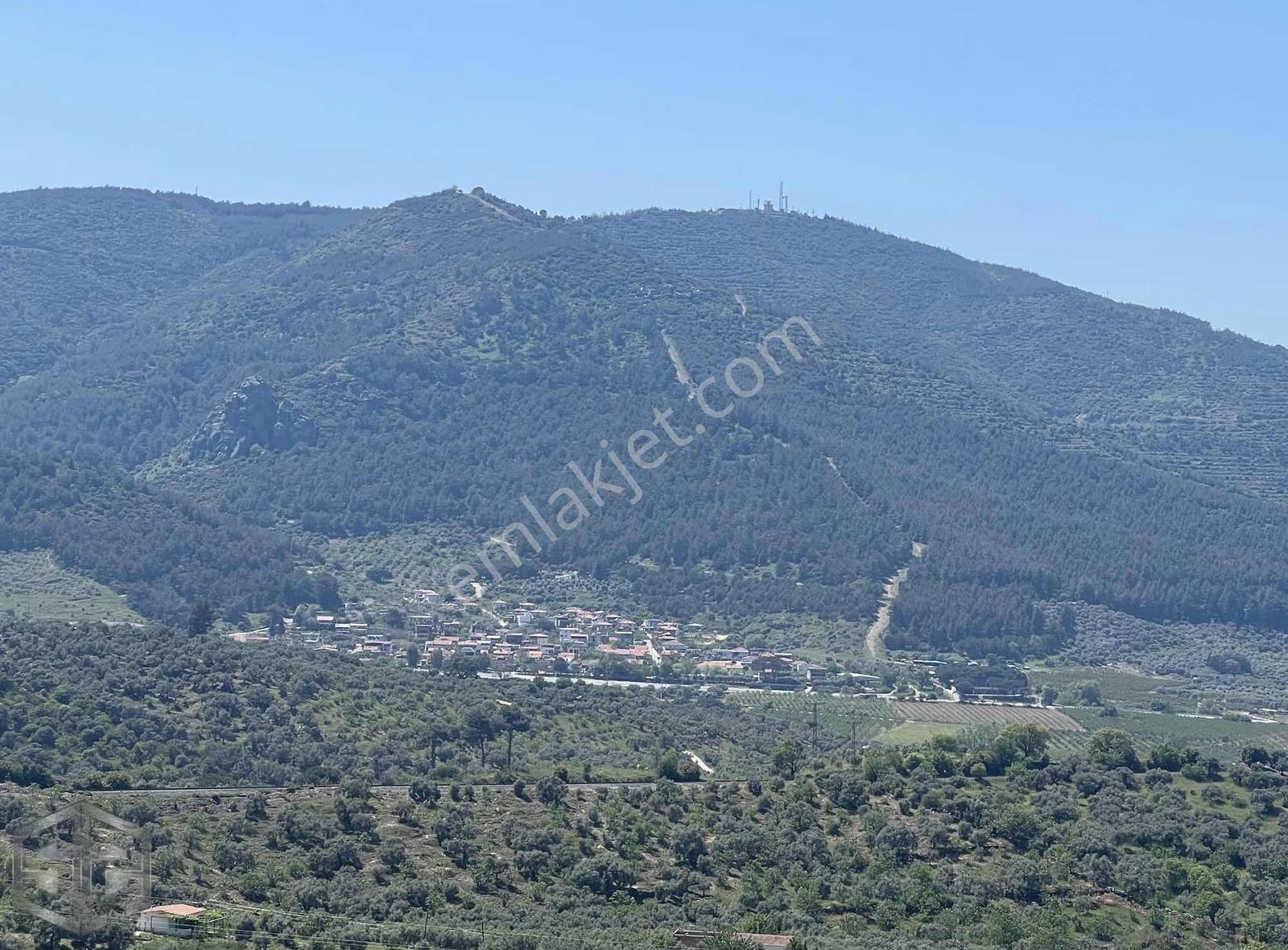 İzmir Selçuk Acarlar Köyünde 7200m2 Zeytinlik - Görsel 5