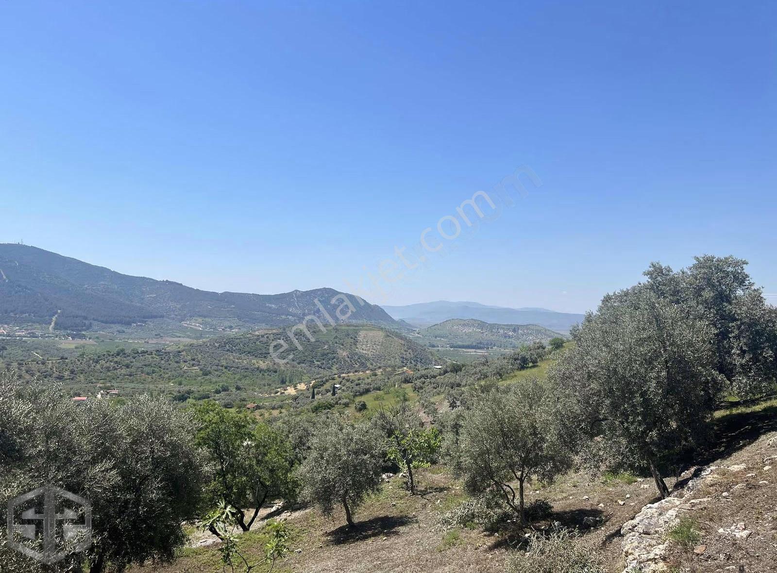 İzmir Selçuk Acarlar Köyünde 7200m2 Zeytinlik - Görsel 17