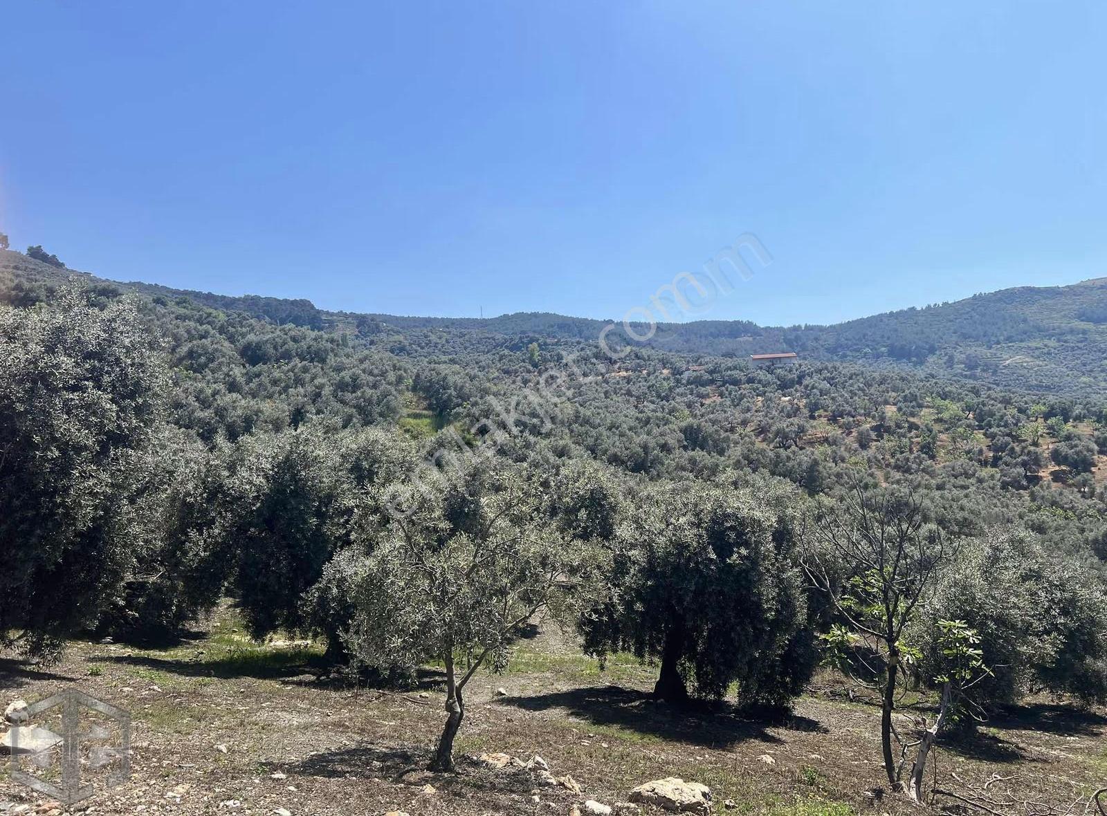 İzmir Selçuk Acarlar Köyünde 7200m2 Zeytinlik - Görsel 8