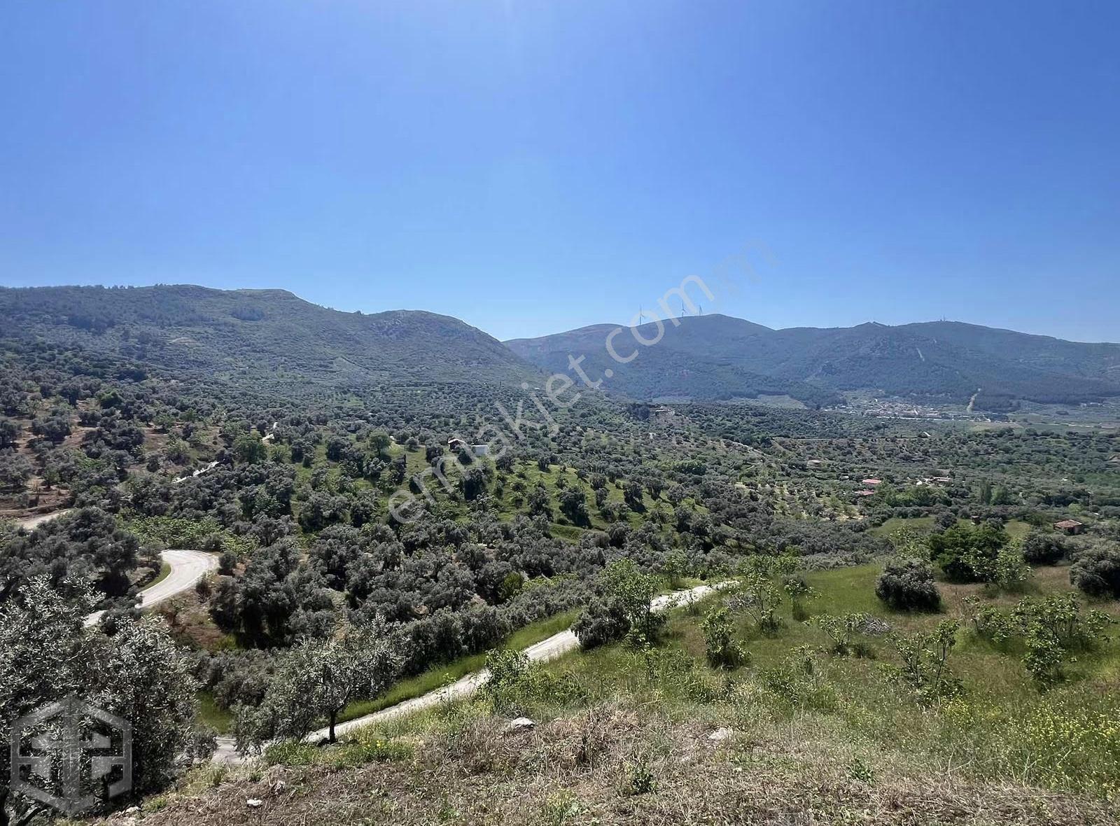 İzmir Selçuk Acarlar Köyünde 7200m2 Zeytinlik - Görsel 20