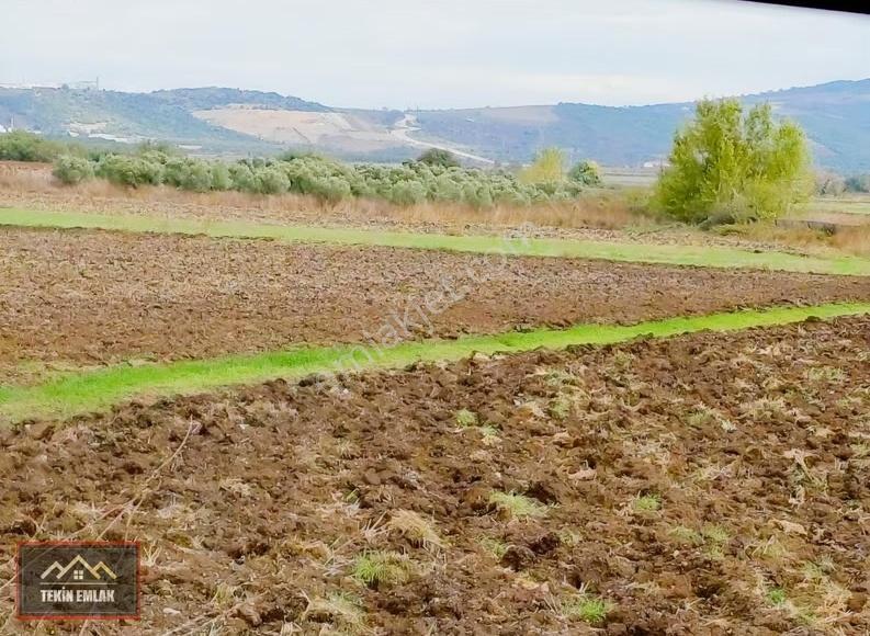 Bursa Karacabey Harmanlı Köyüne Yakın Satılık 1.188 Tapulu Tarla - Görsel 2