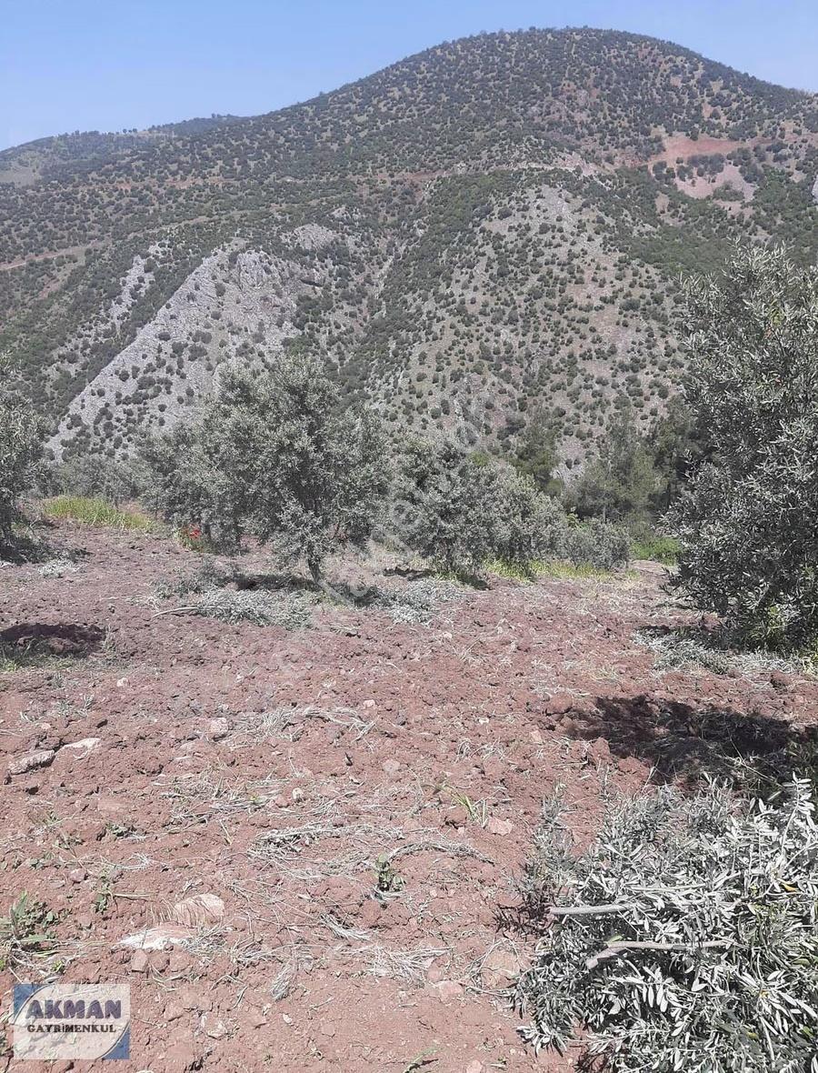 Hanpaşa Mh De Satılık 12 Dönüm Zeytin Lik - Görsel 12