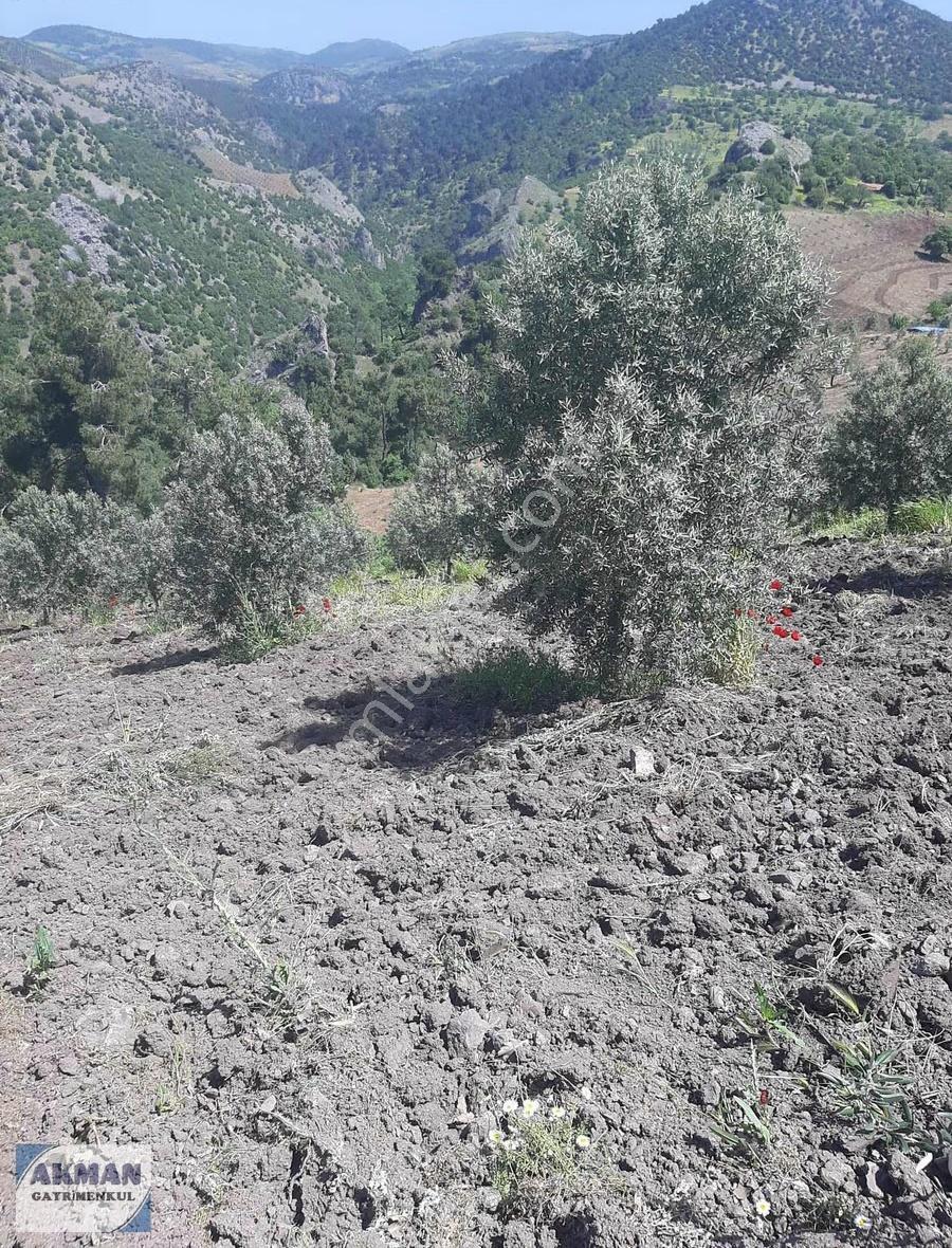 Hanpaşa Mh De Satılık 12 Dönüm Zeytin Lik - Görsel 8