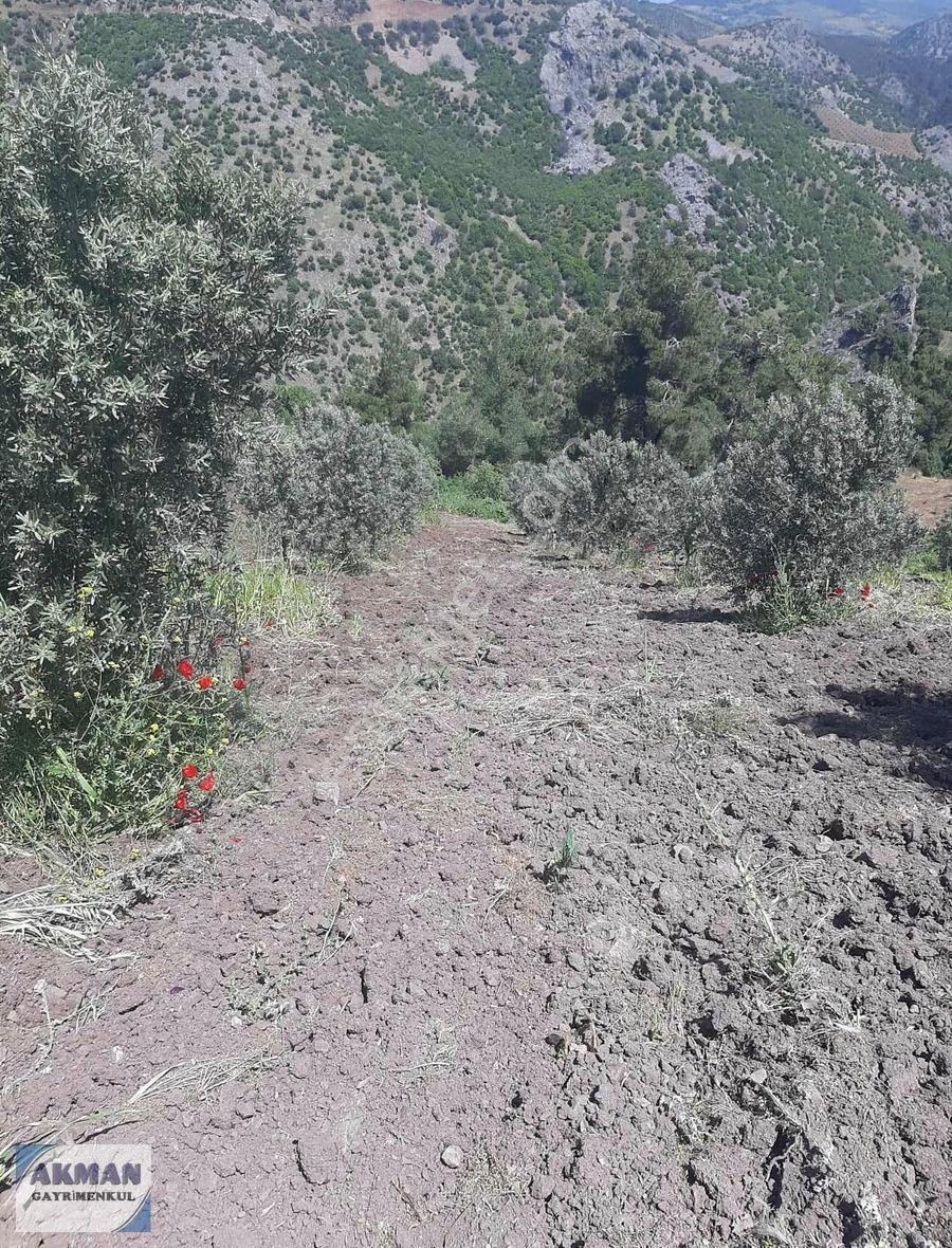 Hanpaşa Mh De Satılık 12 Dönüm Zeytin Lik - Görsel 13