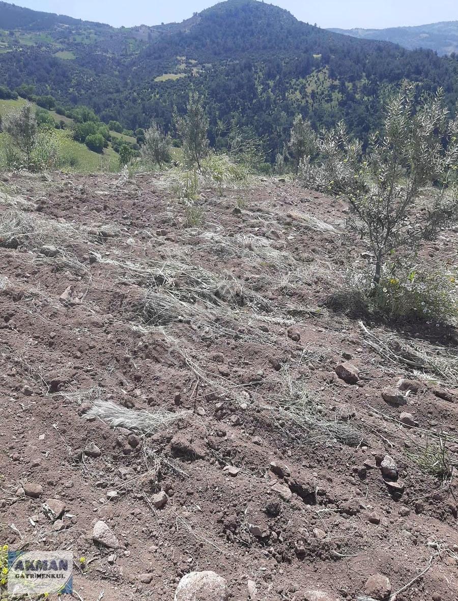 Hanpaşa Mh De Satılık 12 Dönüm Zeytin Lik - Görsel 9