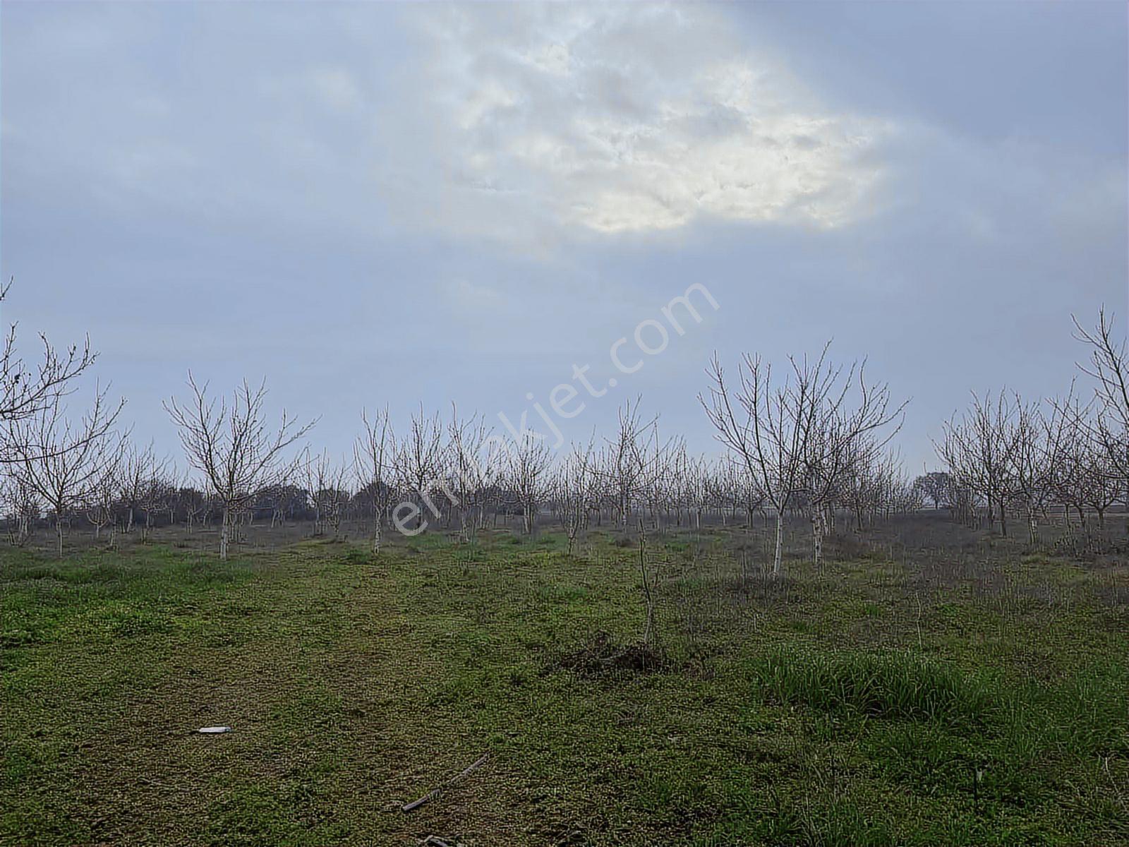 Remax Area Dan Satılık 22525 M2 Ceviz Bahçesi Ve Ev - Görsel 5