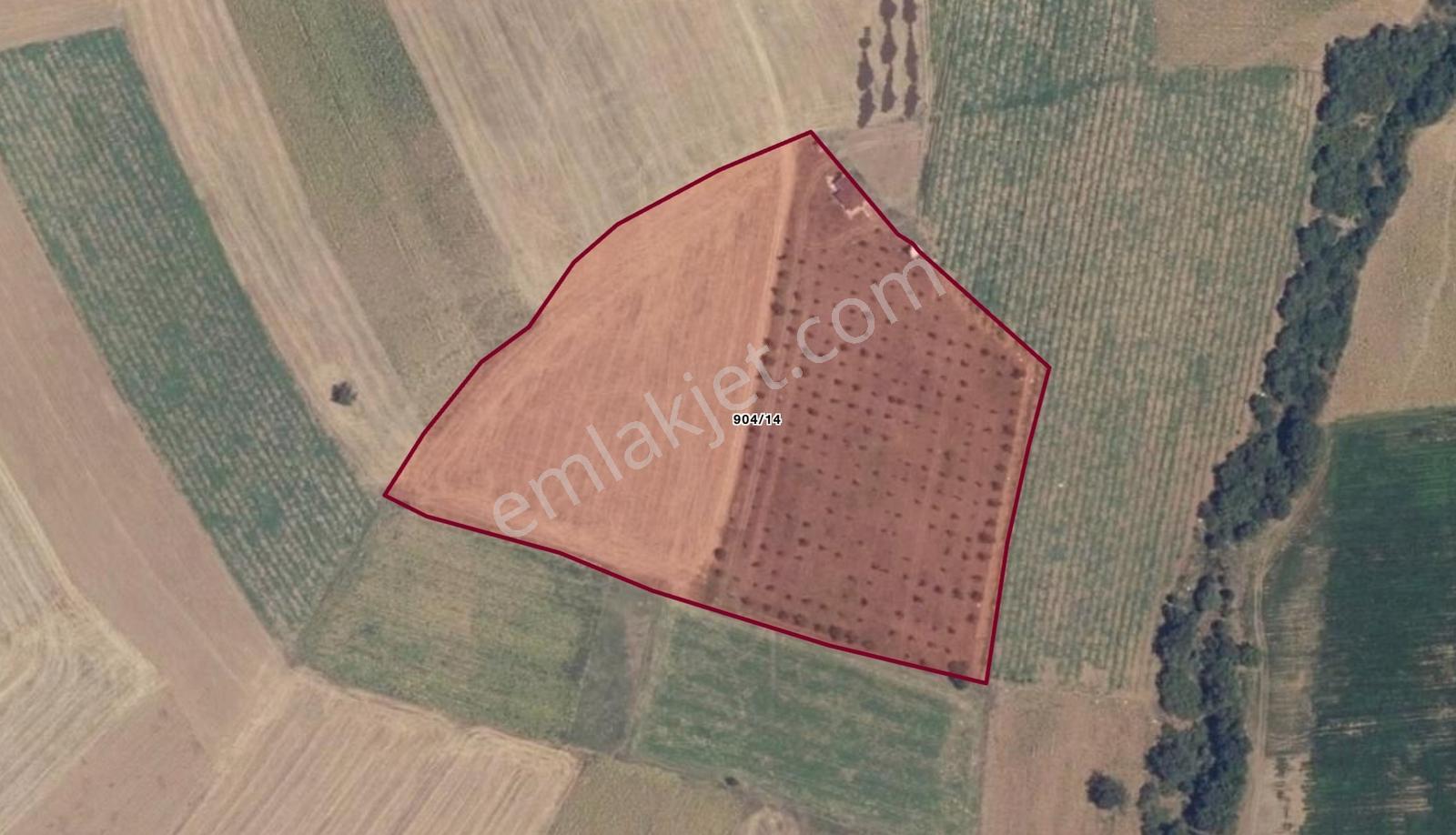 Remax Area Dan Satılık 22525 M2 Ceviz Bahçesi Ve Ev - Görsel 8
