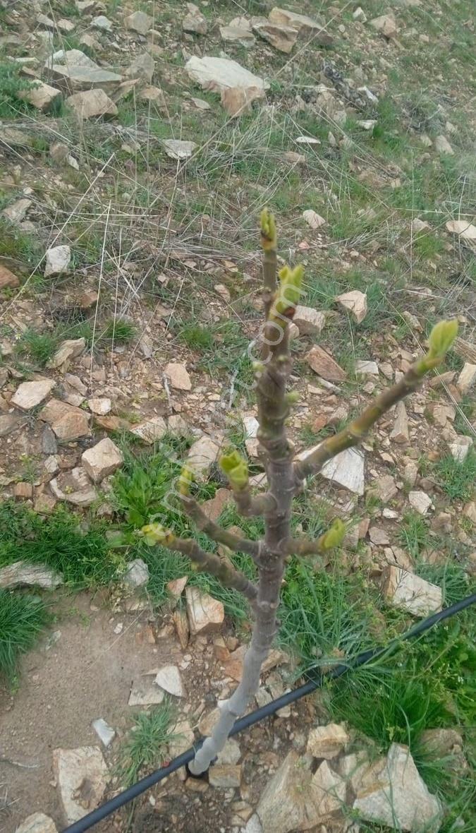 Mamatlı Mahallesinde 27.187 M2 Satılık Zeytin Ve İncir Tarlası - Görsel 13