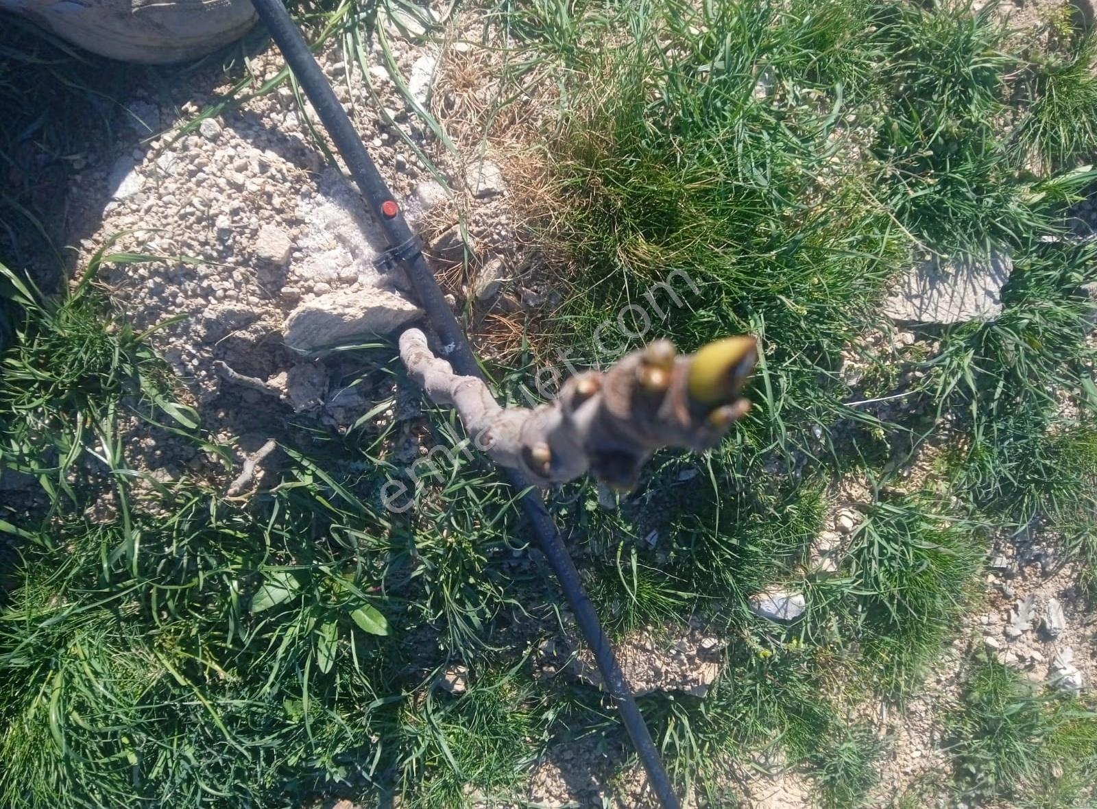 Mamatlı Mahallesinde 27.187 M2 Satılık Zeytin Ve İncir Tarlası - Görsel 24