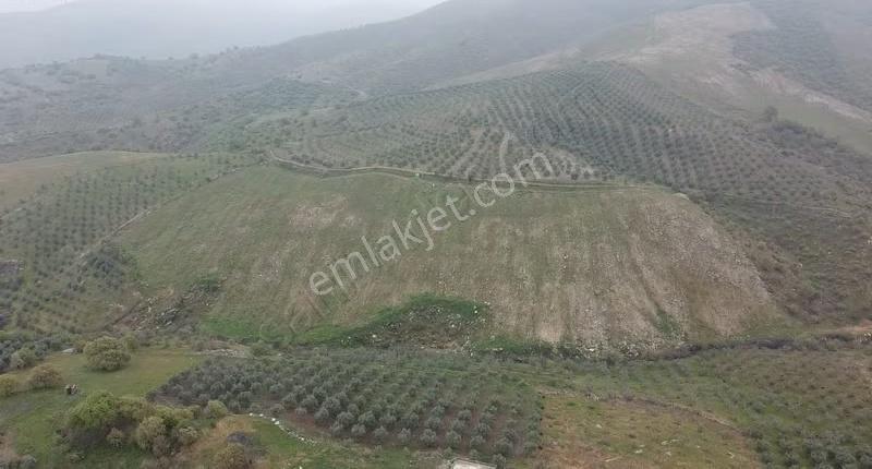 Mamatlı Mahallesinde 27.187 M2 Satılık Zeytin Ve İncir Tarlası - Görsel 20