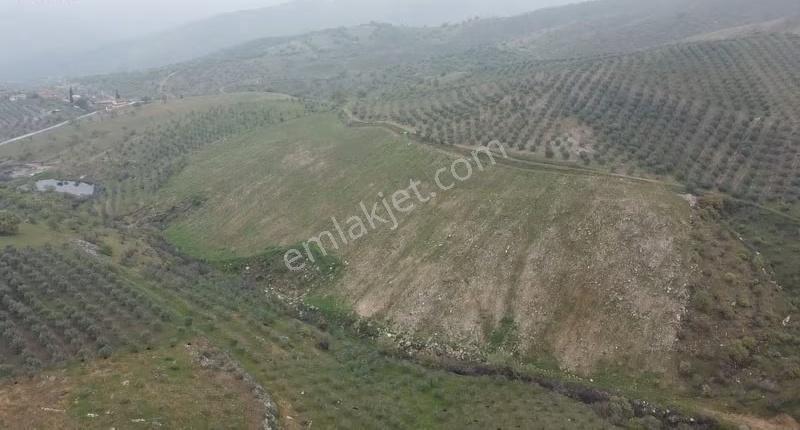 Mamatlı Mahallesinde 27.187 M2 Satılık Zeytin Ve İncir Tarlası - Görsel 10
