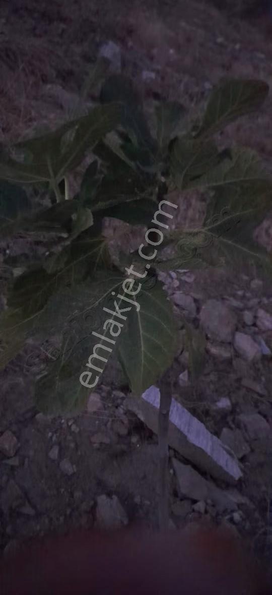 Mamatlı Mahallesinde 27.187 M2 Satılık Zeytin Ve İncir Tarlası - Görsel 3