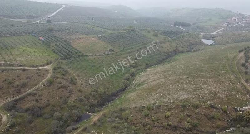 Mamatlı Mahallesinde 27.187 M2 Satılık Zeytin Ve İncir Tarlası - Görsel 19