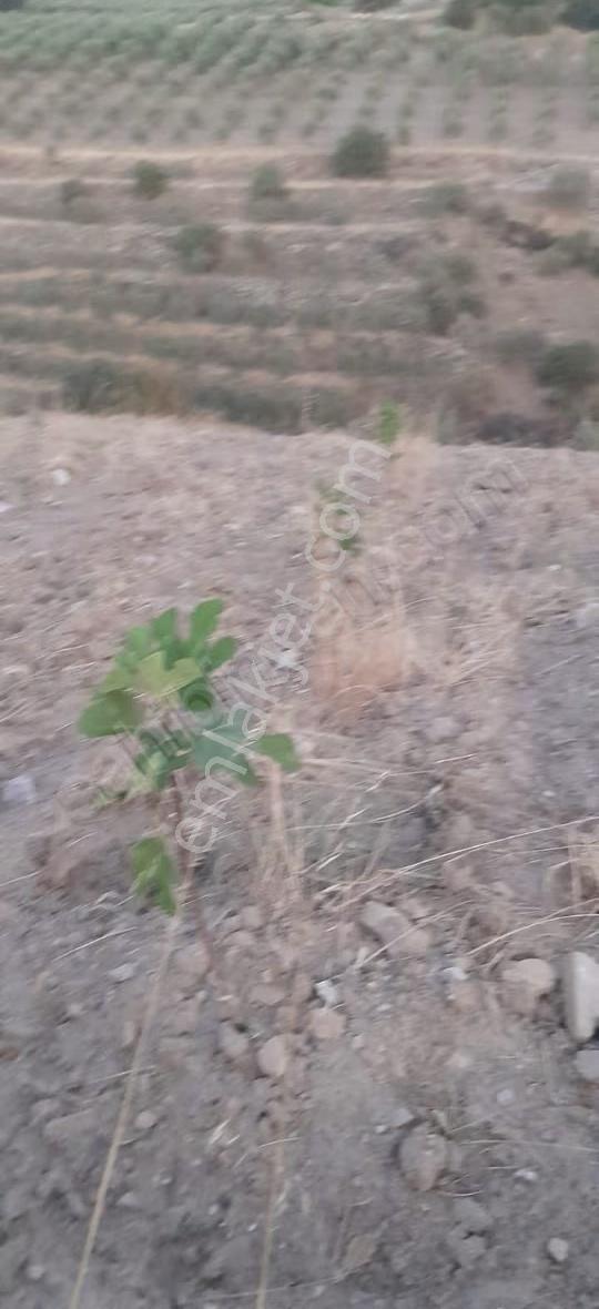 Mamatlı Mahallesinde 27.187 M2 Satılık Zeytin Ve İncir Tarlası - Görsel 22