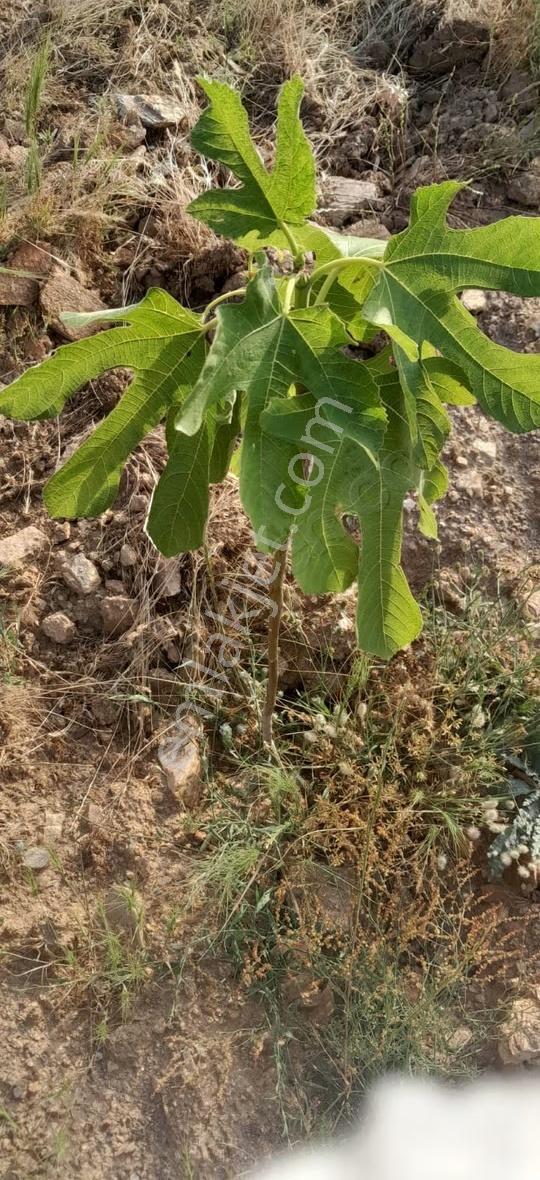 Mamatlı Mahallesinde 27.187 M2 Satılık Zeytin Ve İncir Tarlası - Görsel 2