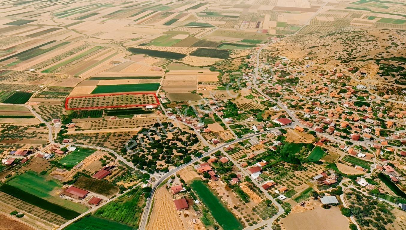 Mılas Ağaçlıhöyük'te Satılık Kadastral Yola Sıfır 15 Dönüm Tarla - Görsel 7