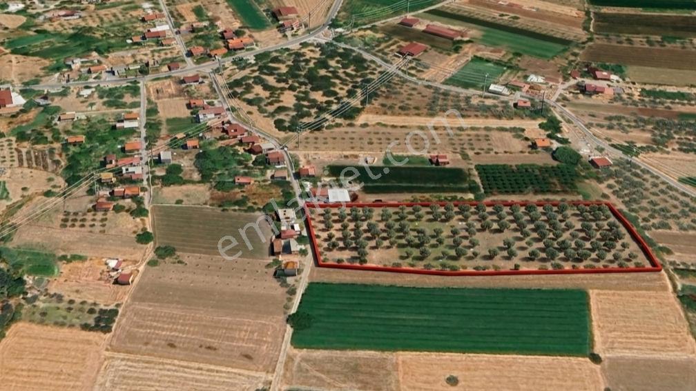 Mılas Ağaçlıhöyük'te Satılık Kadastral Yola Sıfır 15 Dönüm Tarla