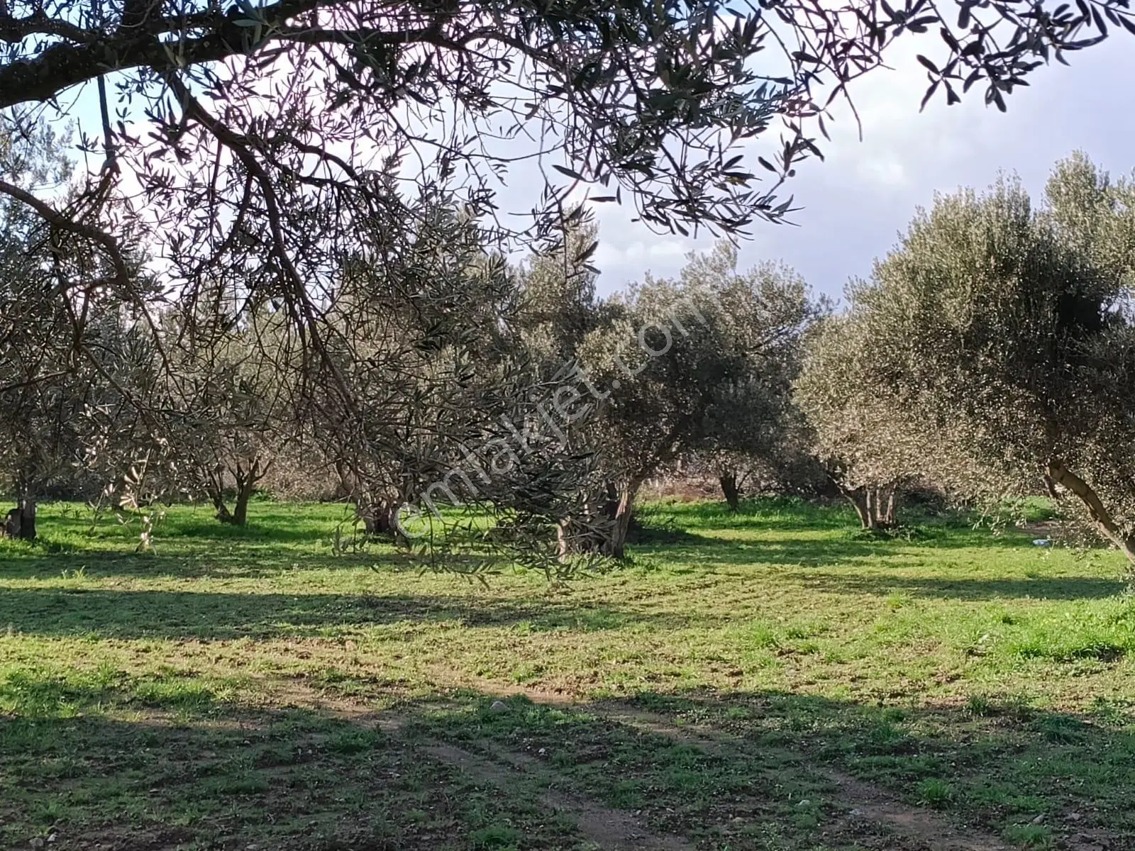 Göçbeyliye 750 Metre Mesafede 1056 M2 Zeytinlik - Görsel 4