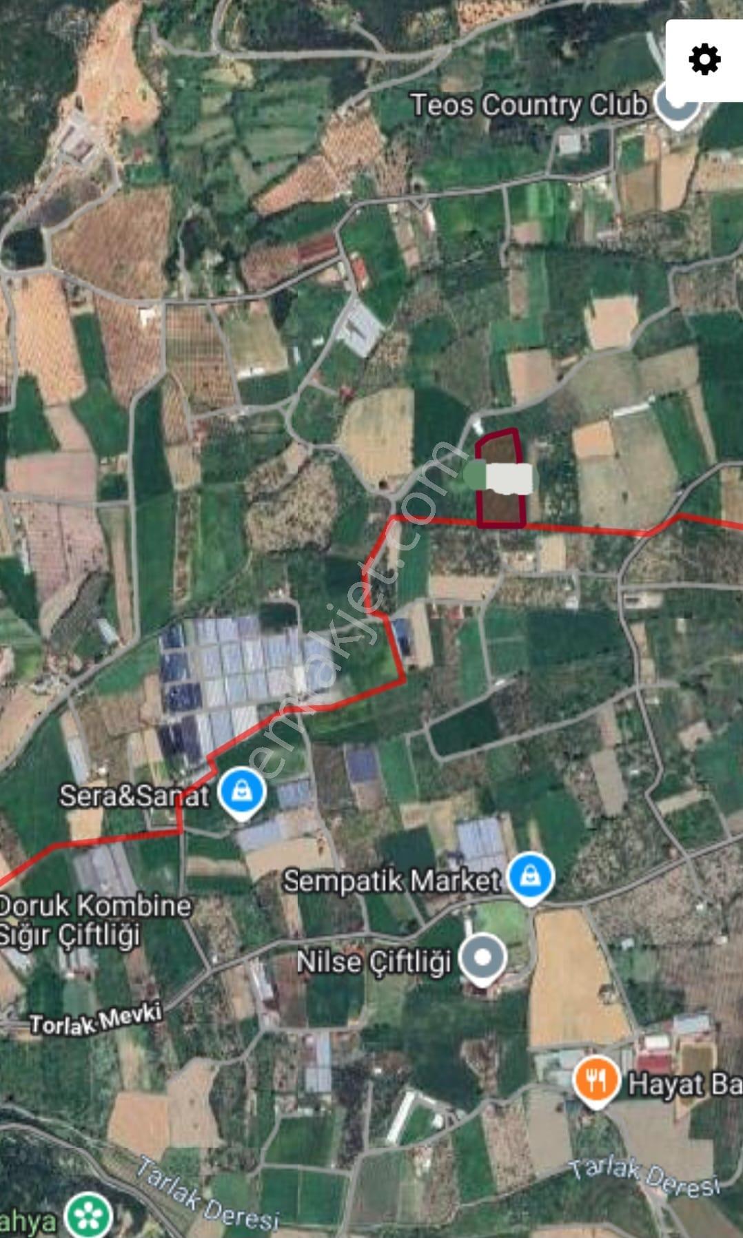 Seferihisar Turgut Köyün De 11.950 M2 Satılık Mandalin Bahçesi - Görsel 5