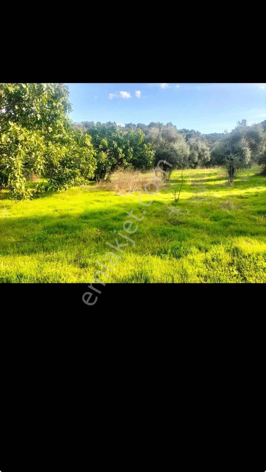 Aydın Koçakta Satılık Zeytinlik - Görsel 9