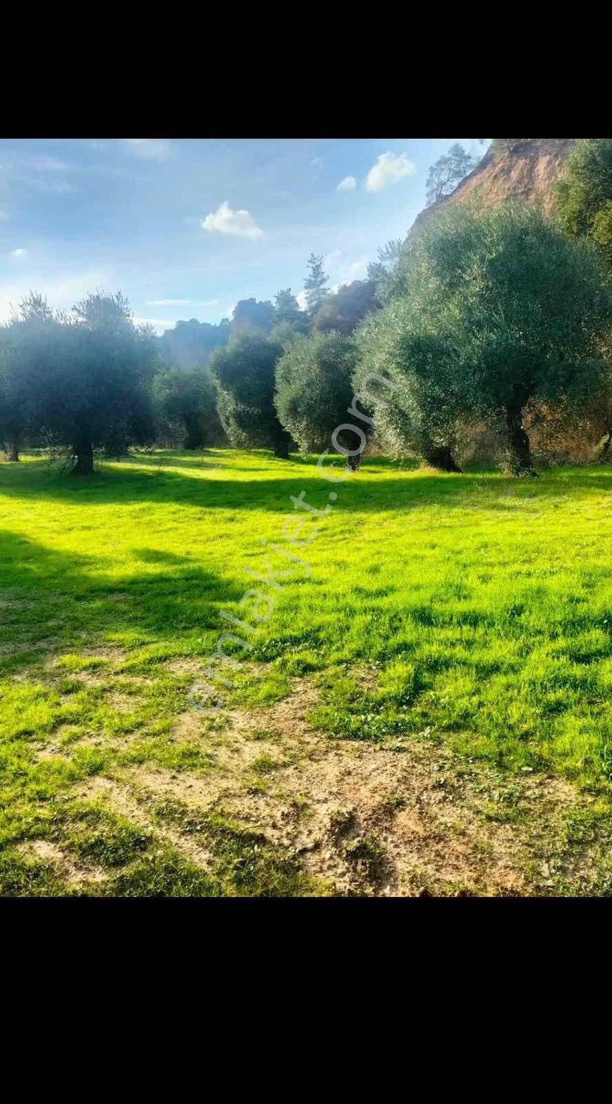 Aydın Koçakta Satılık Zeytinlik - Görsel 10