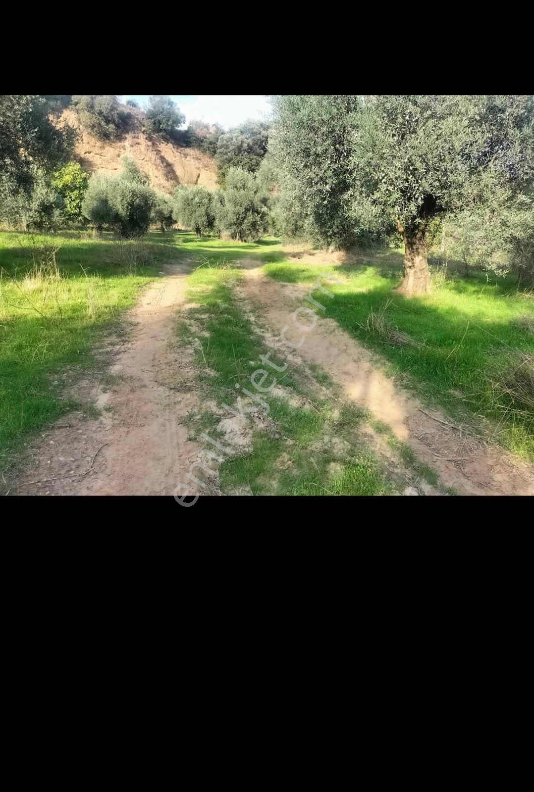 Aydın Koçakta Satılık Zeytinlik - Görsel 8