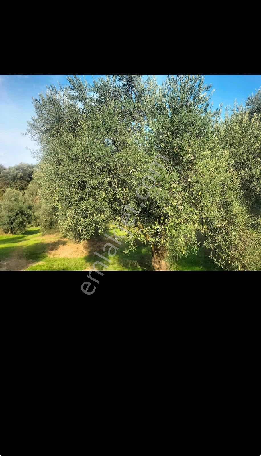 Aydın Koçakta Satılık Zeytinlik - Görsel 5