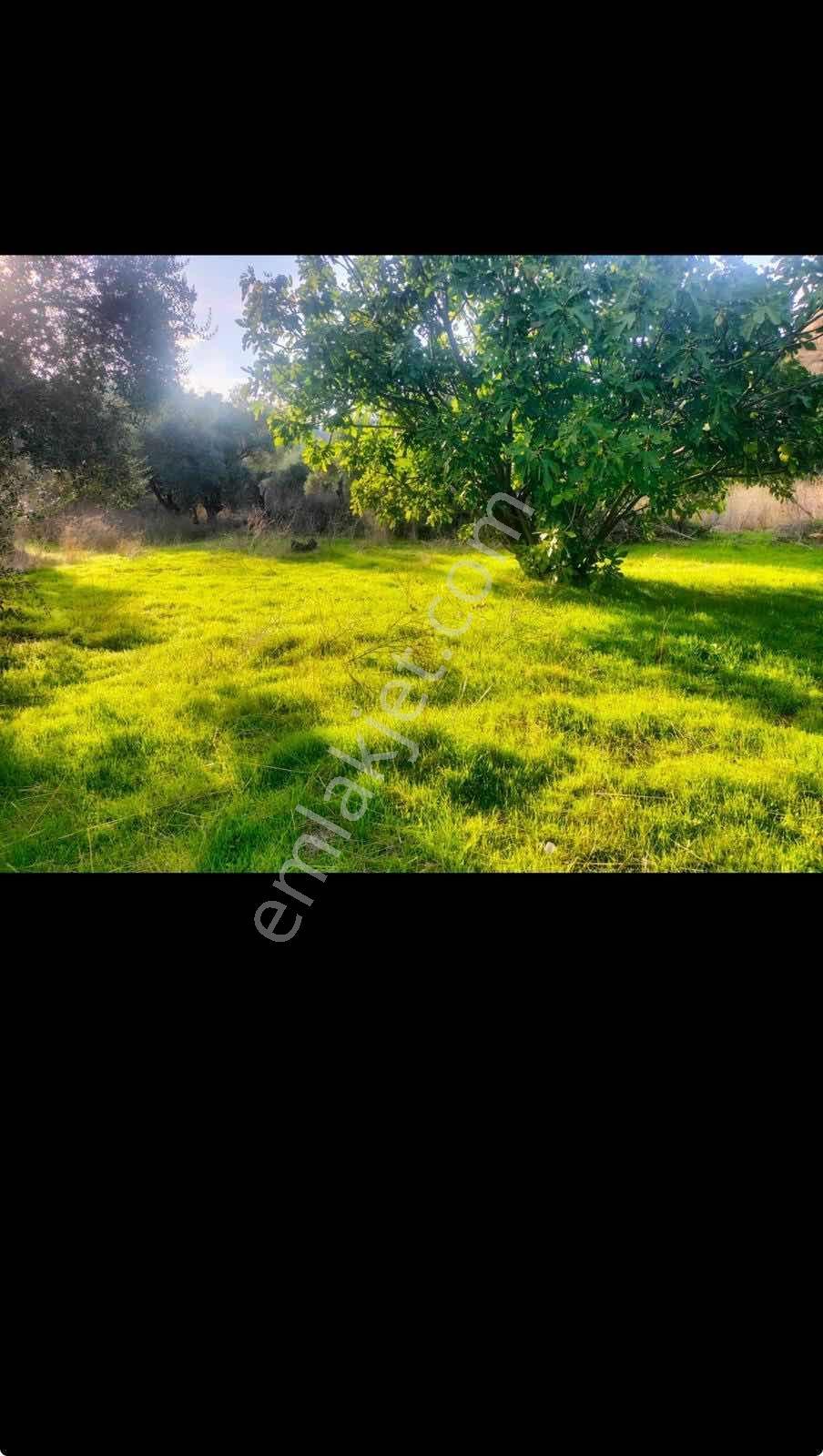 Aydın Koçakta Satılık Zeytinlik - Görsel 3