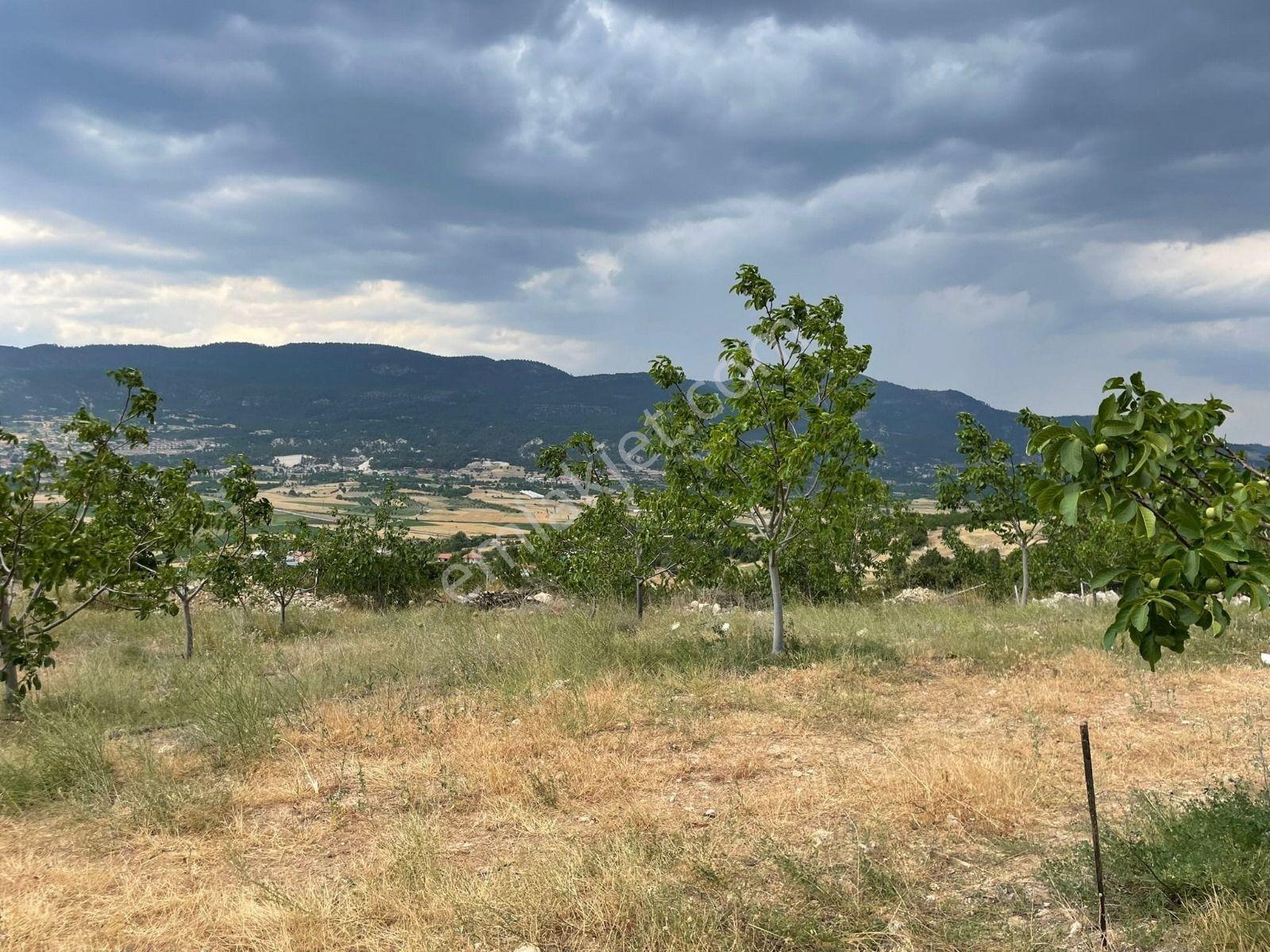 Çameli Kızıl Yaka' Da 5.907 M² Verimli Ceviz Bahçesi – %5 Konut İmarlı! - Görsel 13
