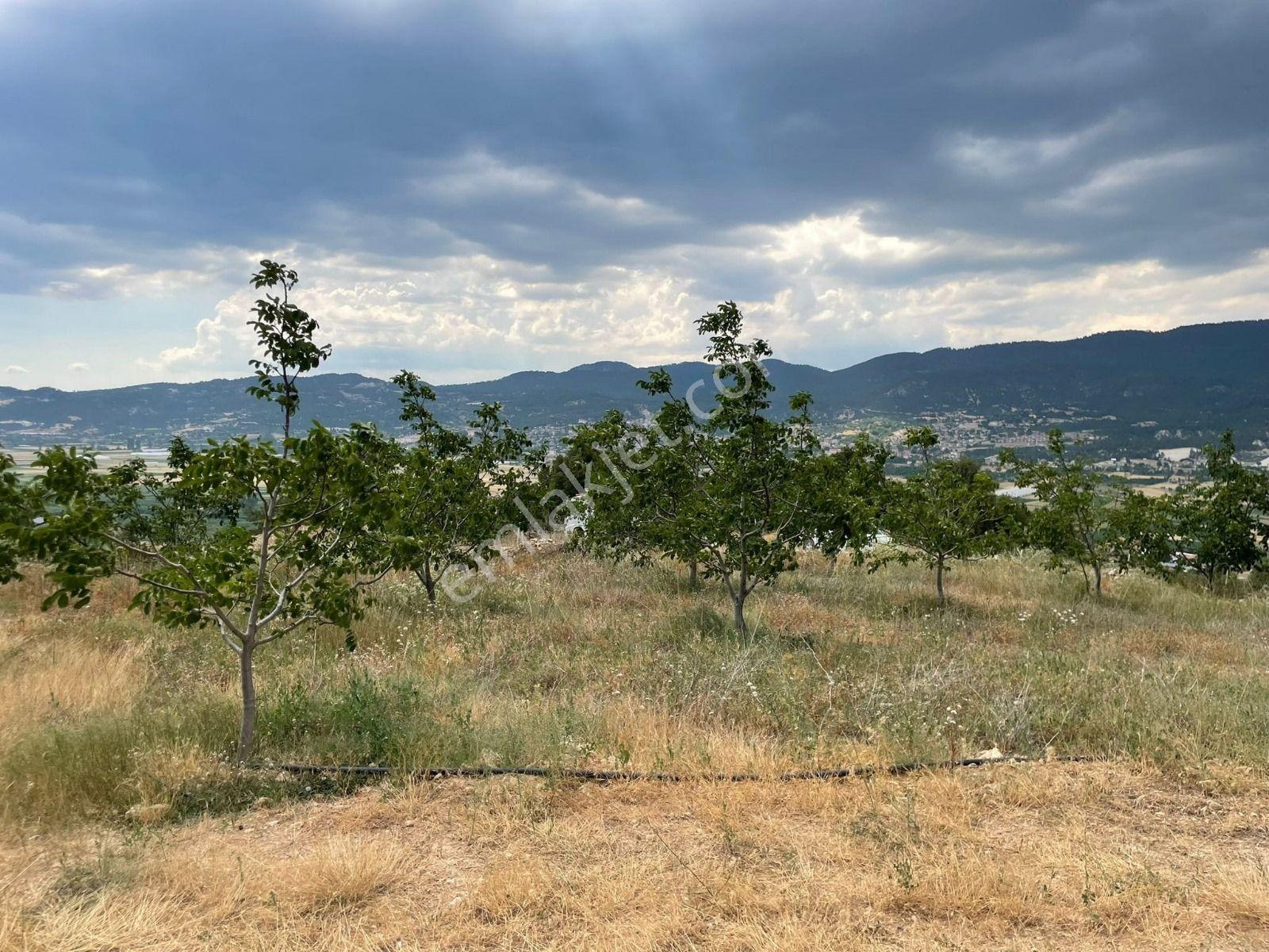 Çameli Kızıl Yaka' Da 5.907 M² Verimli Ceviz Bahçesi – %5 Konut İmarlı! - Görsel 4