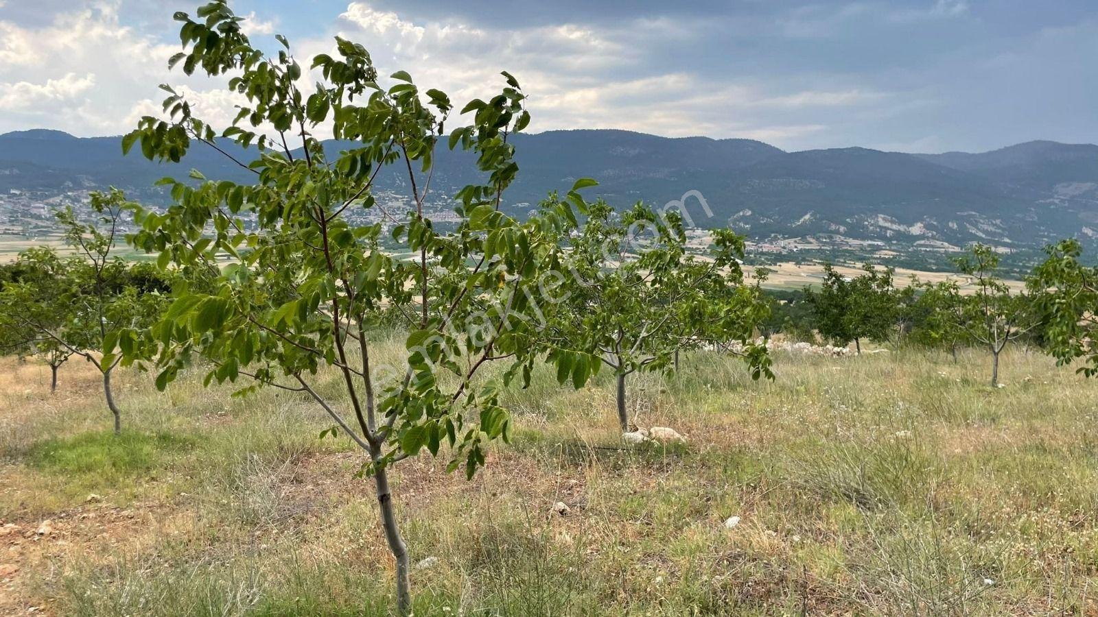 Çameli Kızıl Yaka' Da 5.907 M² Verimli Ceviz Bahçesi – %5 Konut İmarlı! - Görsel 9