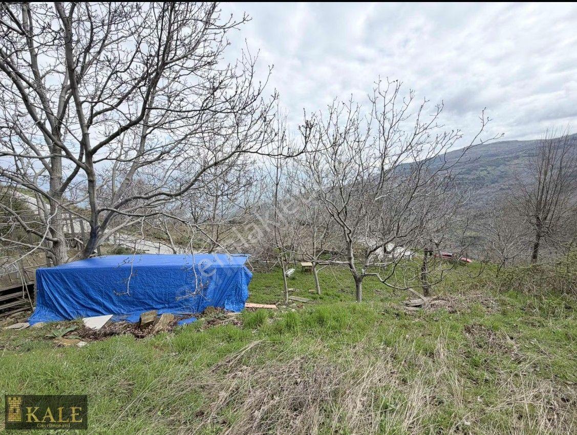 Kale'den Panoramik Tire Manzaralı Meyve Bahçesi - Görsel 9