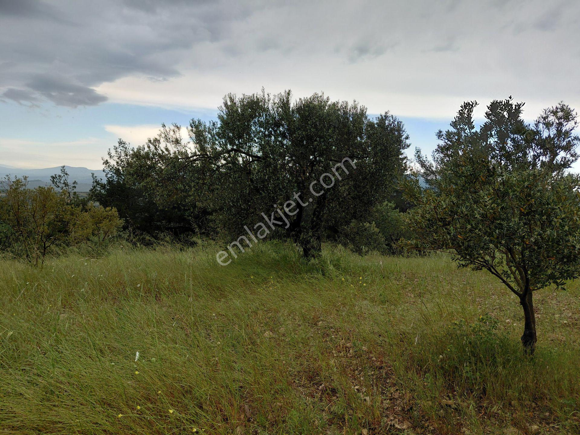 Saruhanlı Hacımusa Apbak Arası Satılık 2.500 M2 Zeytinlik 650.000 Tl - Görsel 9