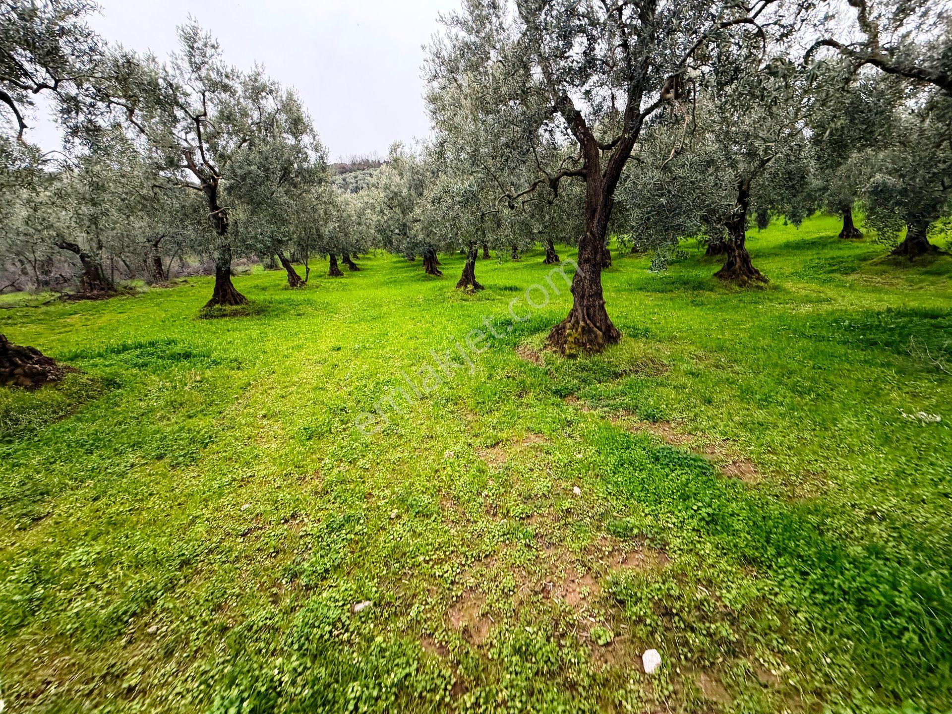 İznik Gölü Manzaralı Zeytin&çam Ağaçlar Olan 3440m2 Satılık Arsa - Görsel 30